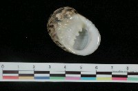 藏品(粗紋蜑螺)的圖片